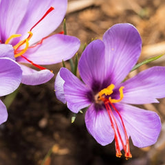 Saffron (Whole) - It's Delish (photo 2)